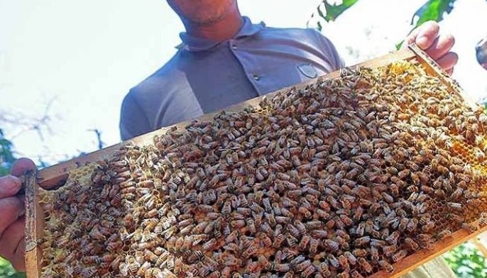 Council wants only pure honey sold in Baguio City