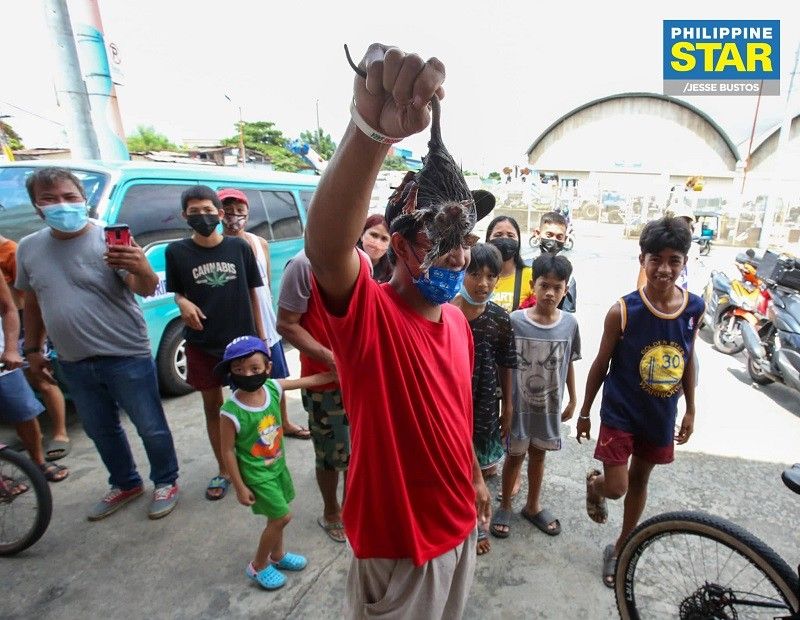 'Huli ka balbon': P300k naibayad na sa Marikina rat-to-cash program vs leptospirosis