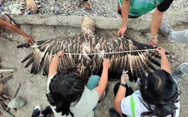 Dead Philippine Eagle found in seaside Sarangani town