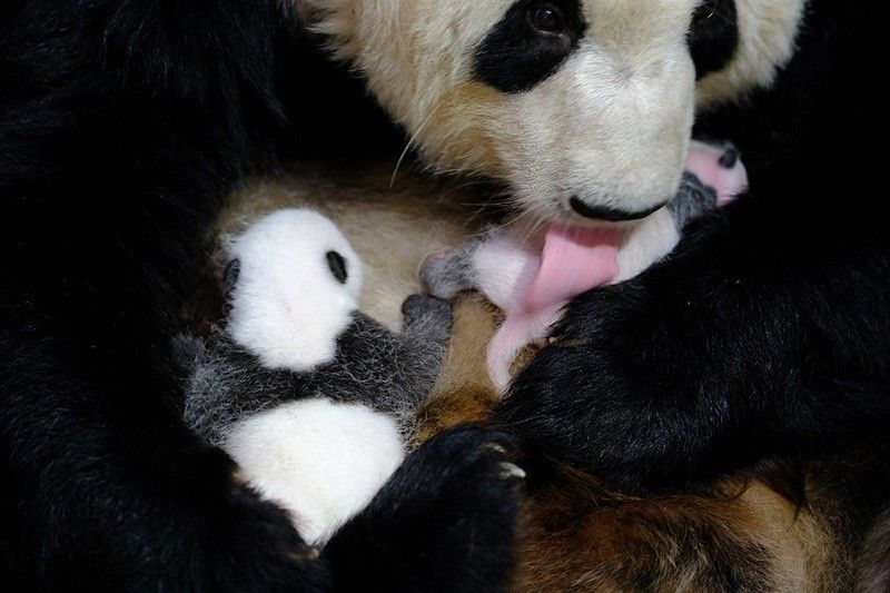China gifts World Cup giant pandas to Qatar