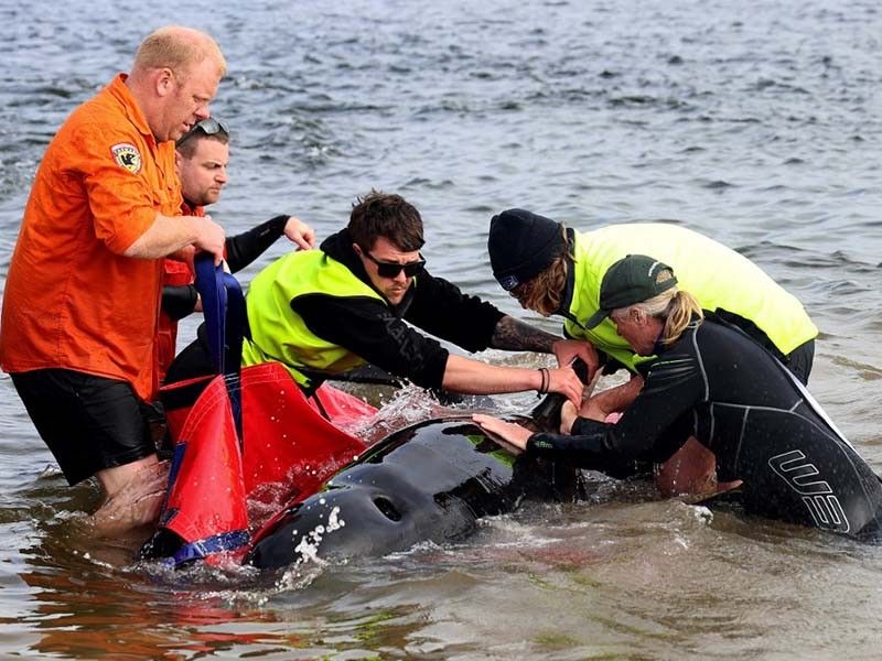 PHOTOS: Super Pod of 200 Pilot Whales Die in Mass Stranding in Australia