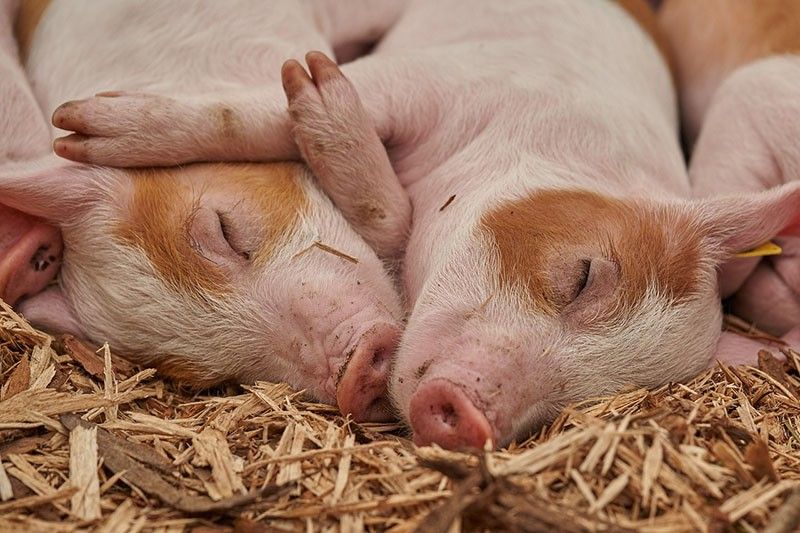 Supreme Court ponders the fate of pigs, high cost of bacon