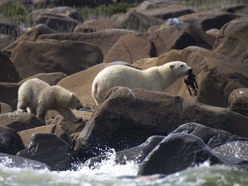 Receding ice leaves Canada's polar bears at rising risk