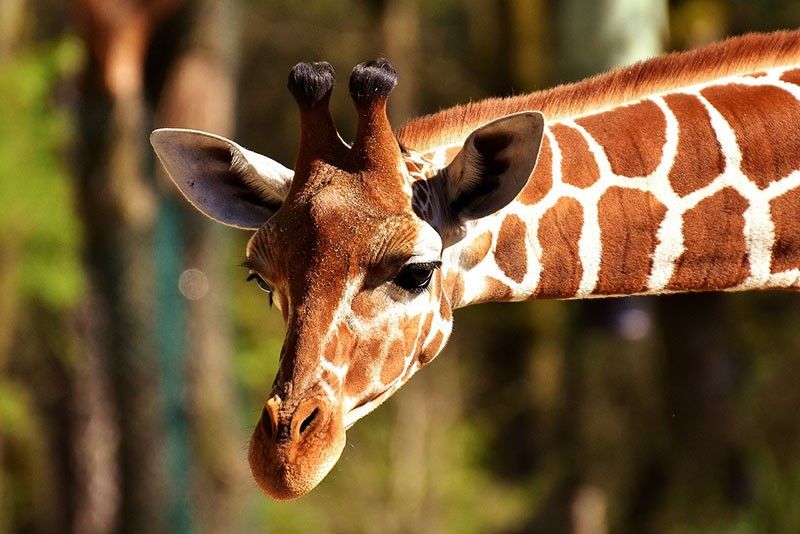 Toddler killed in rare giraffe attack in South Africa 