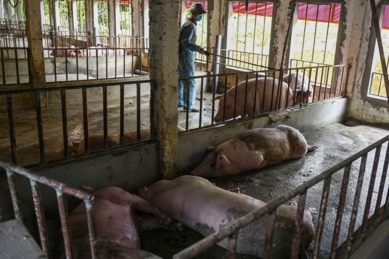 Marcos ingin fasilitas penangkaran babi diuji untuk ASF