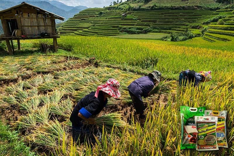 From its humble beginnings, Golden Grains now marks 35 years in the rice business