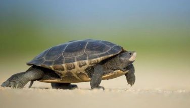 Dancing turtles show how animals use magnetic field as a map