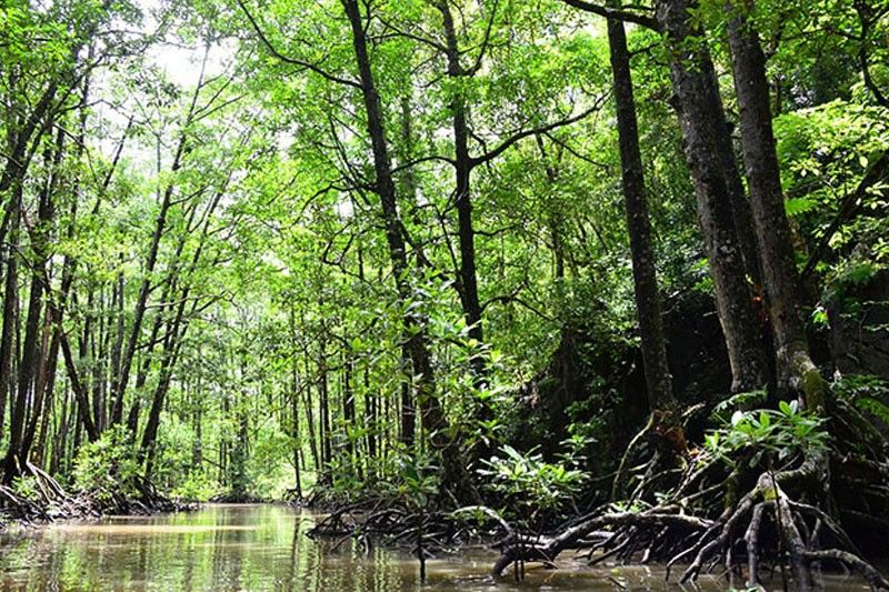 Groups push mangrove reforestation as coastal defense
