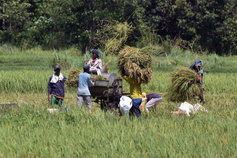 Palay output likely grew in Q3