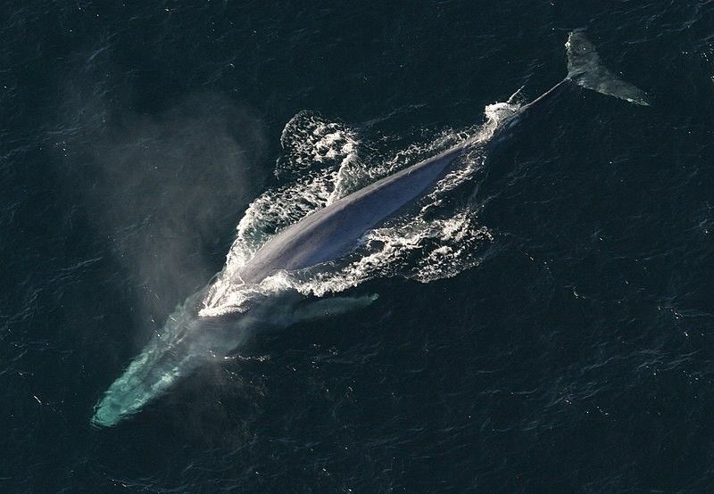 Blue whales eat 10 million pieces of microplastic a day â�� study
