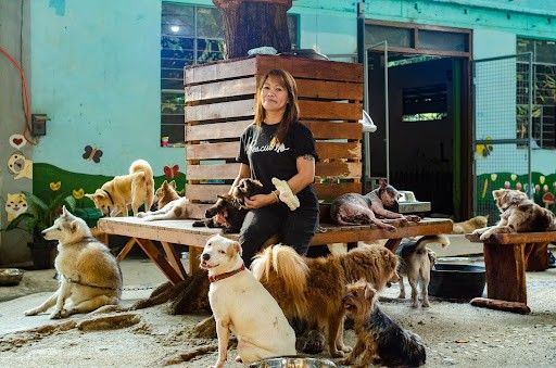 Partners, not pounds: There is more to animal welfare than rounding up  strays 
