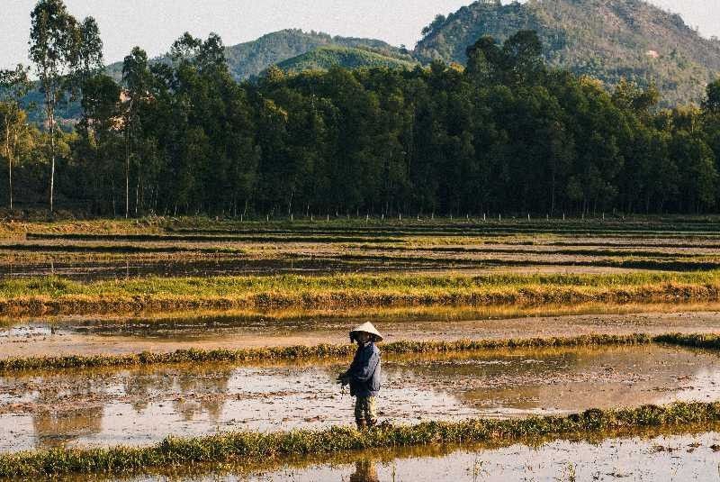 Filipina masih menjadi pasar beras terbesar Vietnam pada 2022