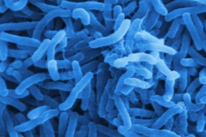 Senate health committee to look into cholera outbreak