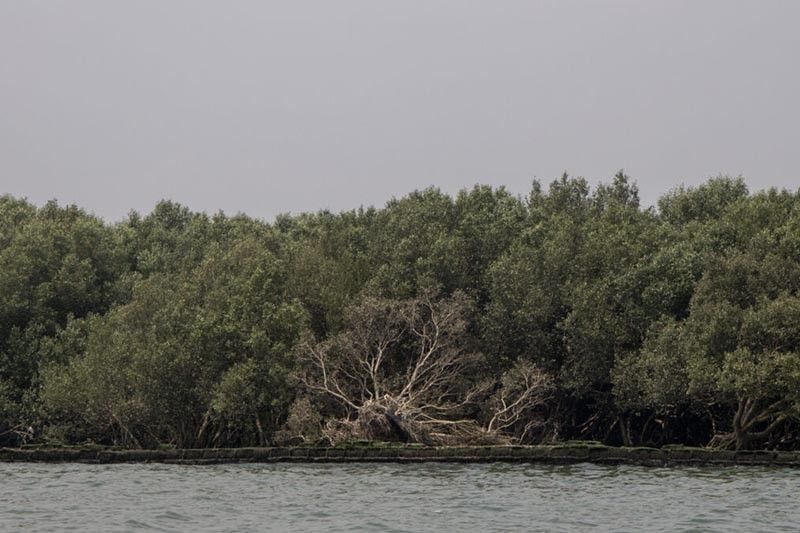 Planting wrong mangrove species a risky waste of time, group says