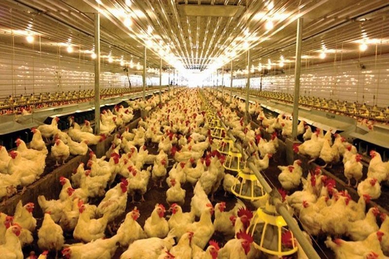 Bataan idineklarang bird flu-free na - DA