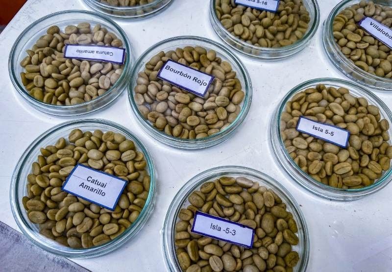 'It's the future': Cuba's bet on specialty coffee