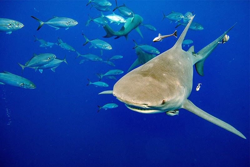 Wildlife summit to vote on shark protections