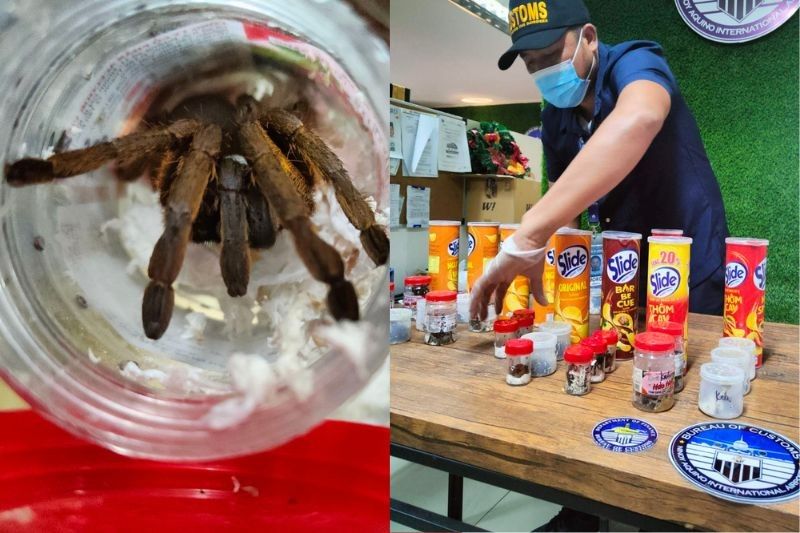 Sari-saring tarantula sinubukang i-smuggle sa 'Pinas, idineklarang chichirya