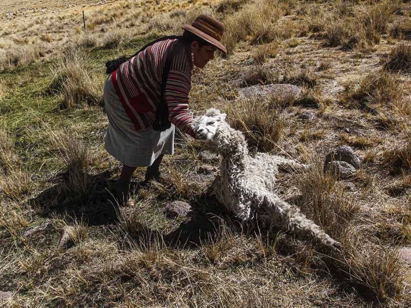 Drought in Peru Andes proves fatal for alpacas, potato crops