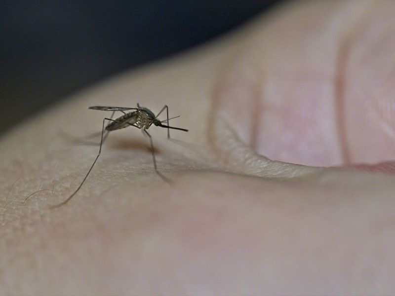 Japanese dengue vaccine becomes second approved by EU