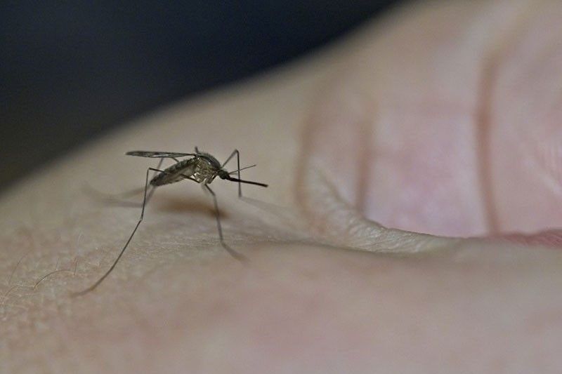 DOH: Dengue cases increase by 190%