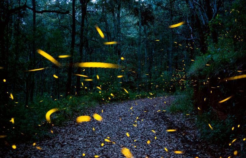 From robot fireflies to okra plasters: 2022's nature-inspired solutions