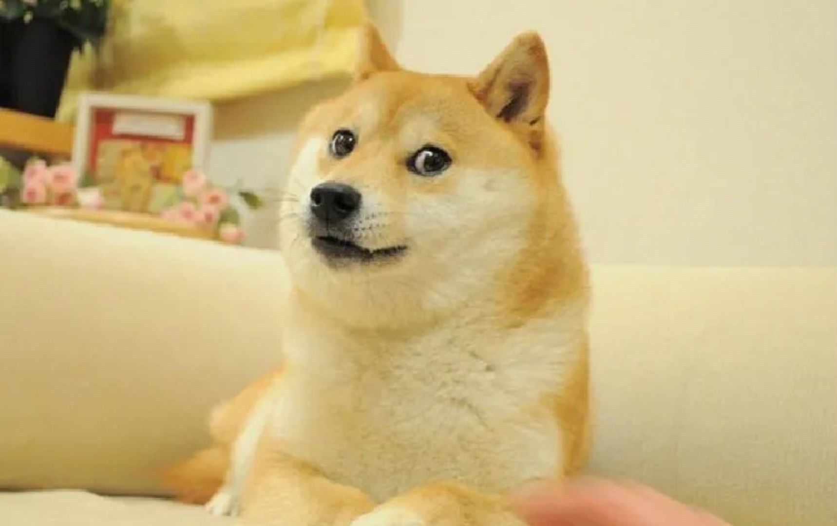 Kabosu, Japanese dog of 'Doge' meme fame, passes away