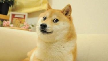 Kabosu, Japanese dog of 'Doge' meme fame, passes away