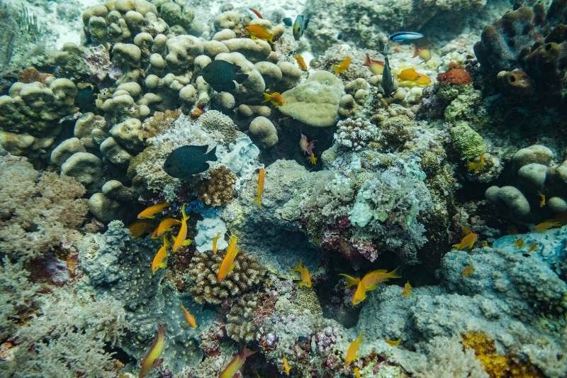 Coral bleaching causing 'unnecessary' fish fights