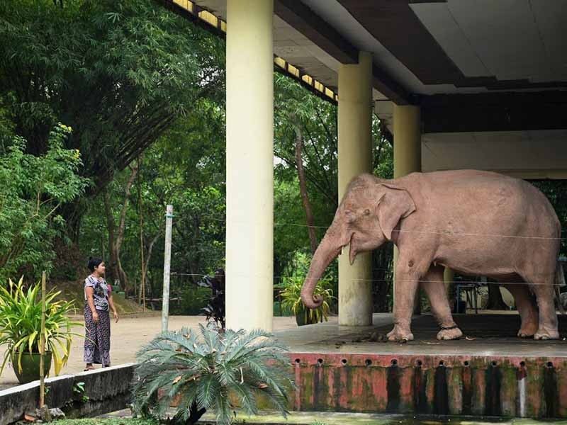 Militer Myanmar meneriakkan gajah putih sebagai tanda hak untuk memerintah