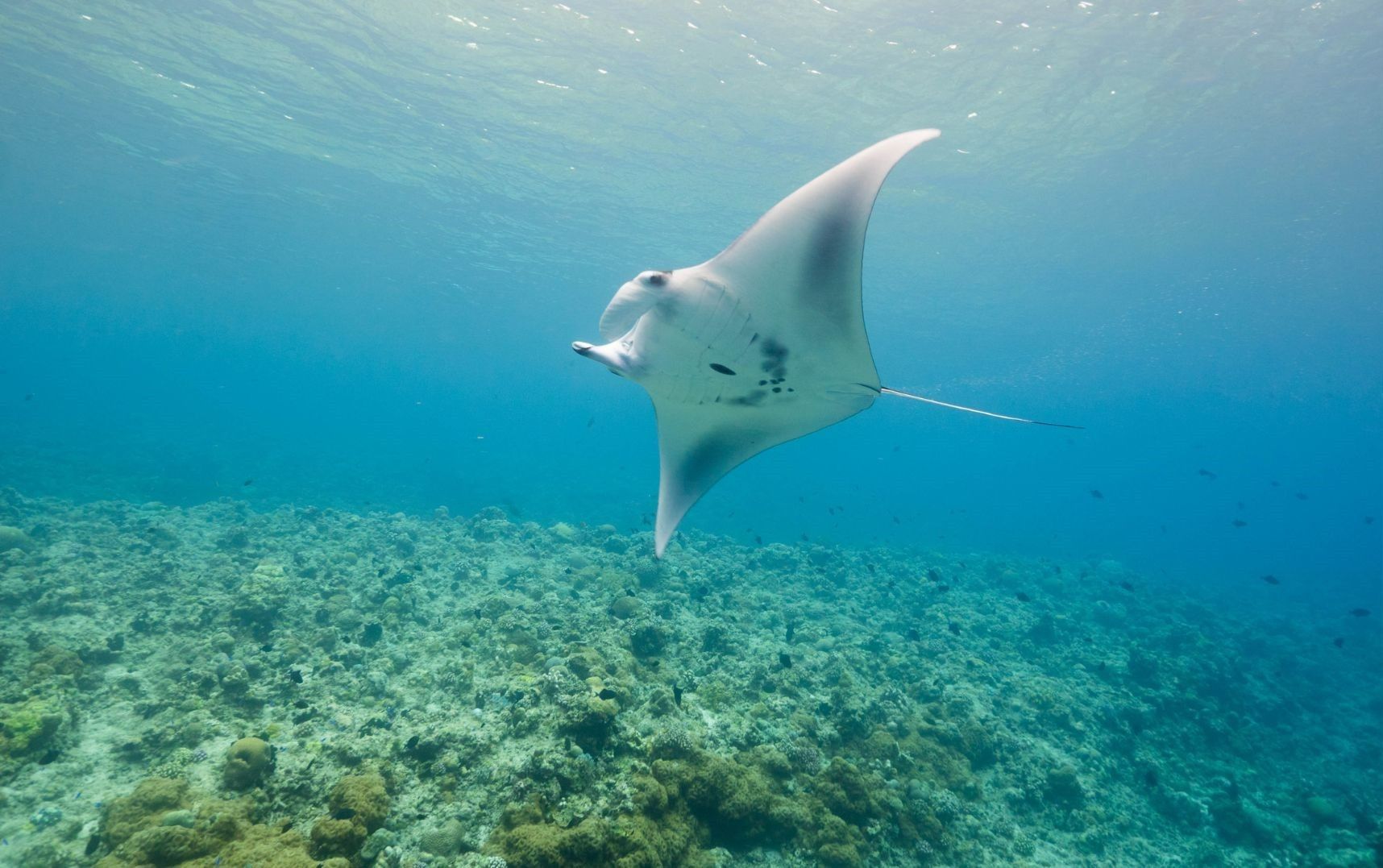 Tubbataha Reef named among 'best scuba diving destinations'