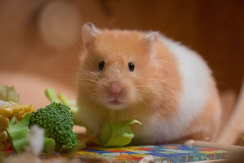 Hong Kong to resume hamster imports a year after mass cull