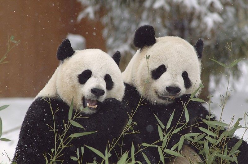 Hard to bear: UK's only panda pair to return to China
