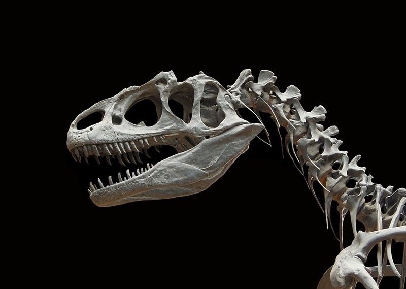 Four dinosaur species found in Chilean valley for first time â study