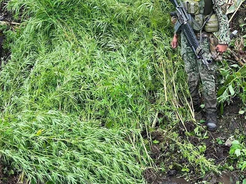 PDEA burns P4.2 million in marijuana seized in South Cotabato