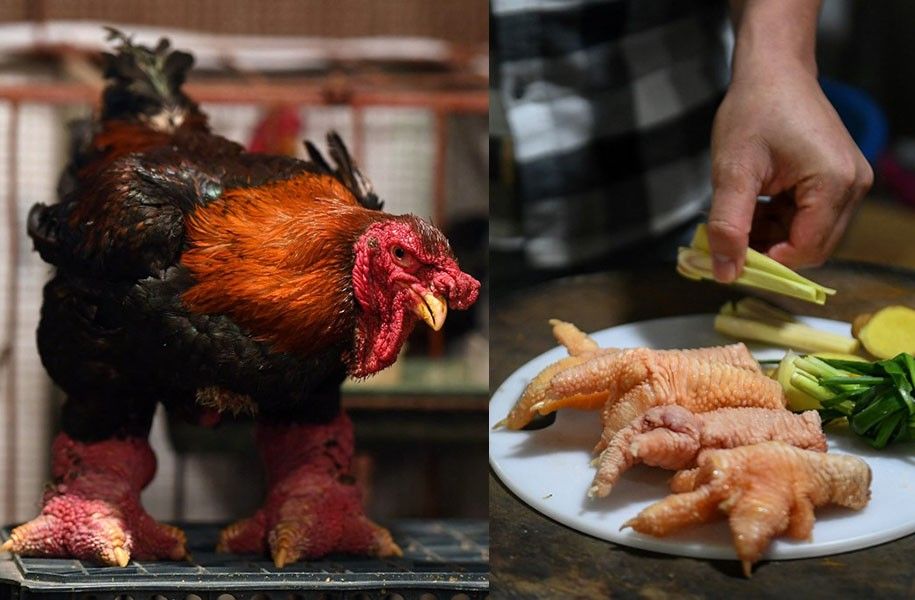 Giant legs of Vietnam's 'dragon chicken' a Lunar New Year delicacy