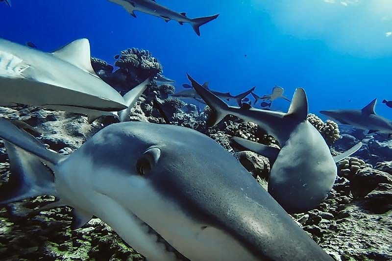 Two thirds of reef sharks and rays risk extinction â�� study