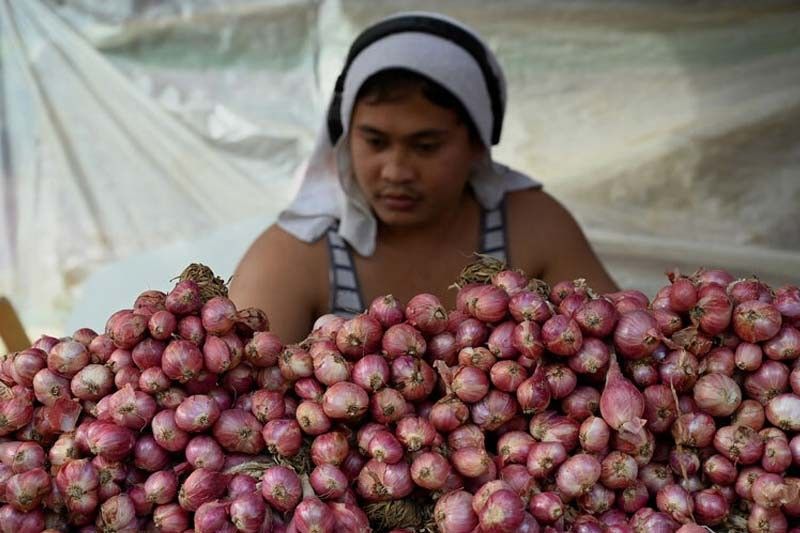 Presyo ng sibuyas babagsak na sa P50/kilo