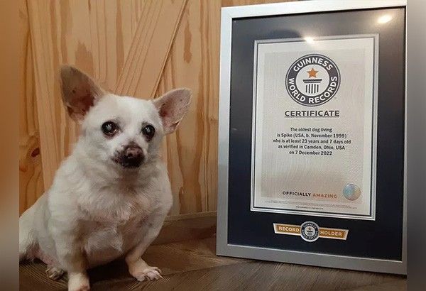 Meet Doritos-loving, former stray chihuahua Spike, the world's oldest dogÂ 