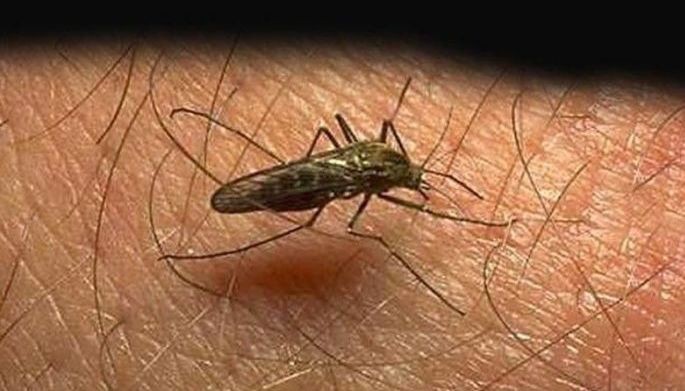 Chikungunya cases up 552% &ndash; DOH