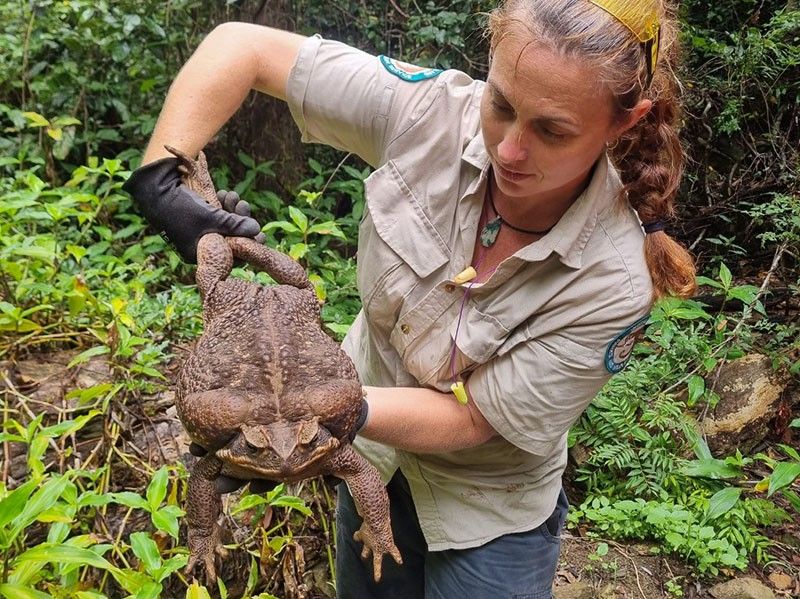 Australian rangers find 'monster' 2.7 kg cane toad