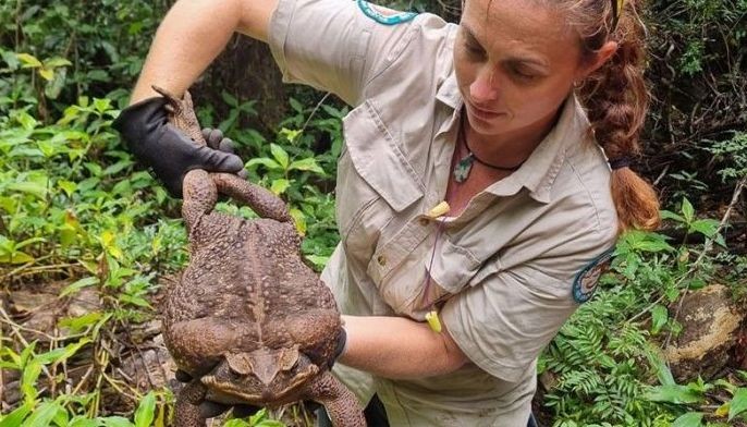 Australian rangers find 'monster' 2.7 kg cane toad