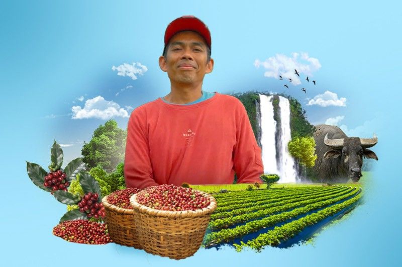Bagaimana pertanian regeneratif membantu membangun ketahanan petani kopi Filipina