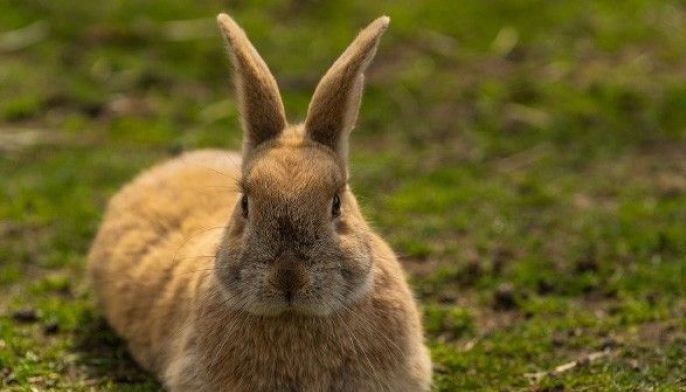 Forecast for Rabbit in 2026: Possible windfall may come by yearend