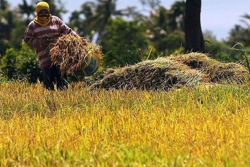 Hasil pertanian menyusut sebesar 0,1% pada tahun 2022
