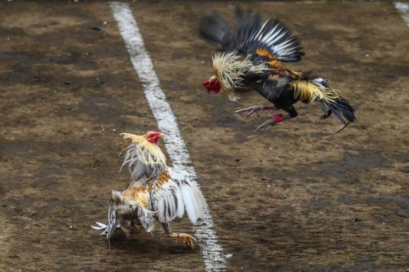 Nigerian court orders killing of noisy cockerel