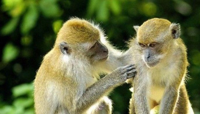 Lucky career, happy love life for the Monkey in 2026