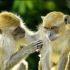Lucky career, happy love life for the Monkey in 2026
