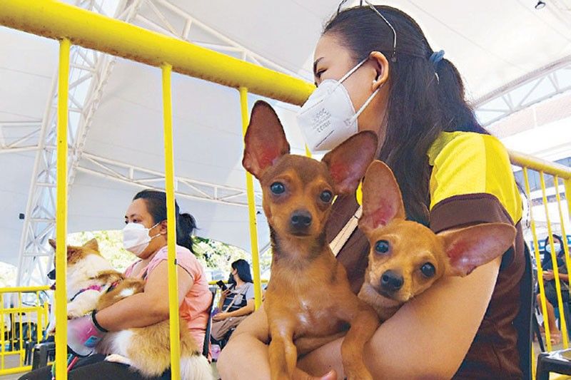 Dog ownership in Philippines highest in Asia
