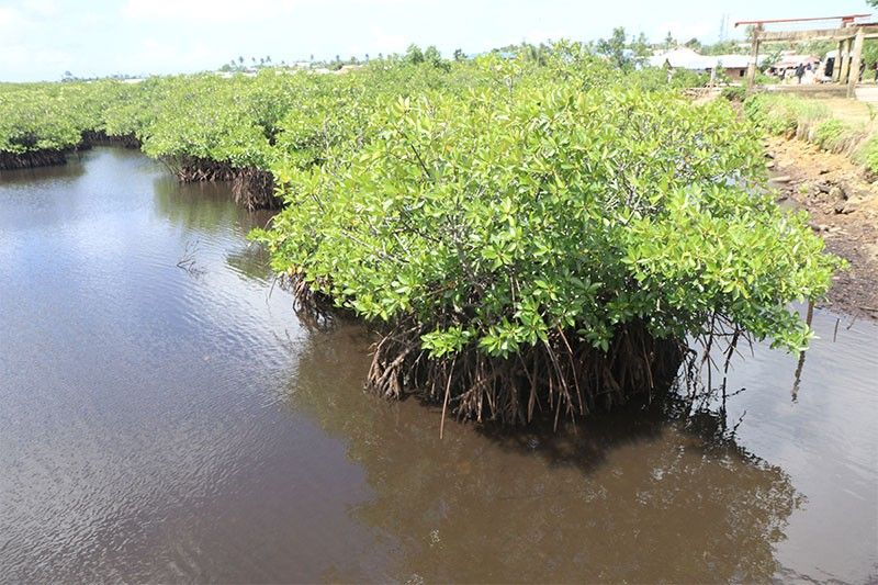 PHL mendeklarasikan hutan bakau kota Siargao sebagai ‘lahan basah kepentingan internasional’